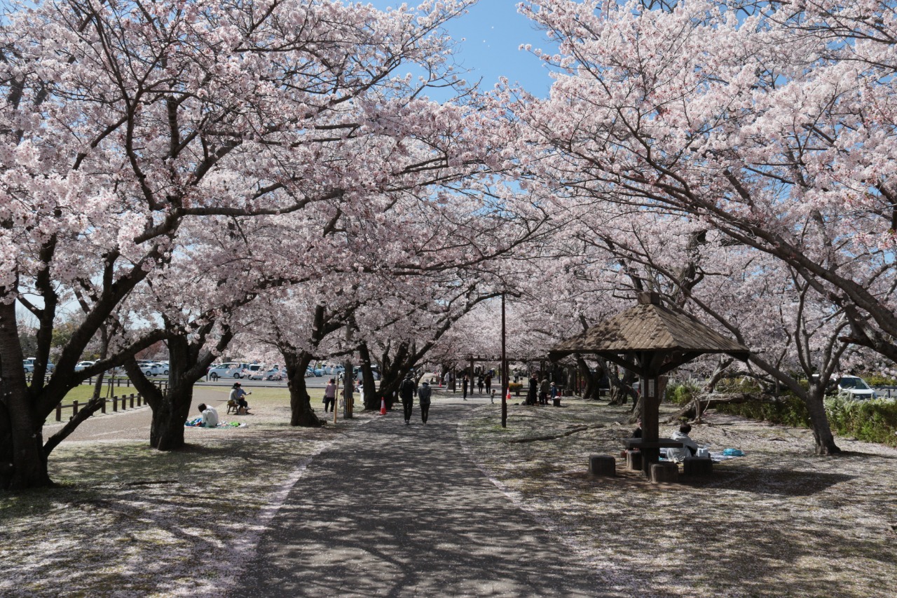 写真:春には桜が咲く並木道
