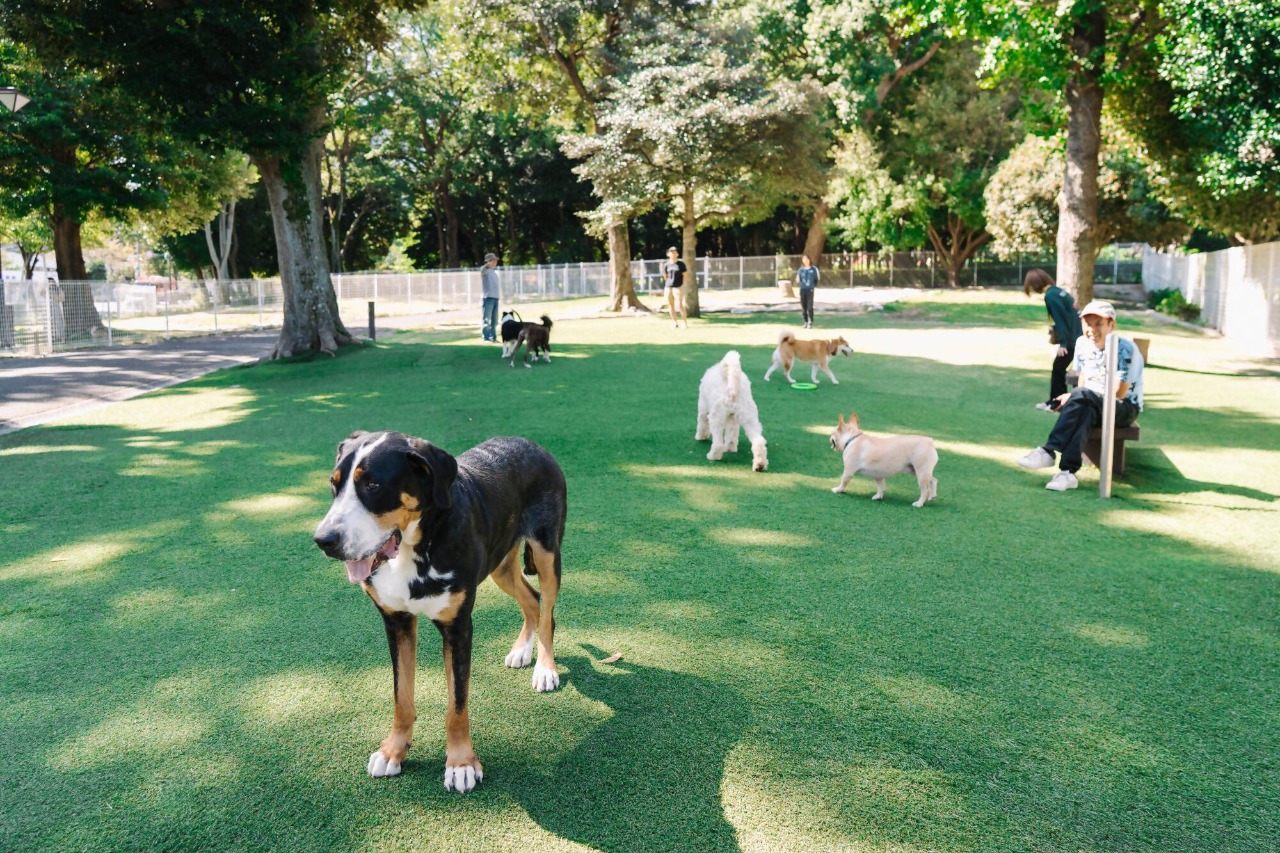 写真：ドッグランで走る犬の様子