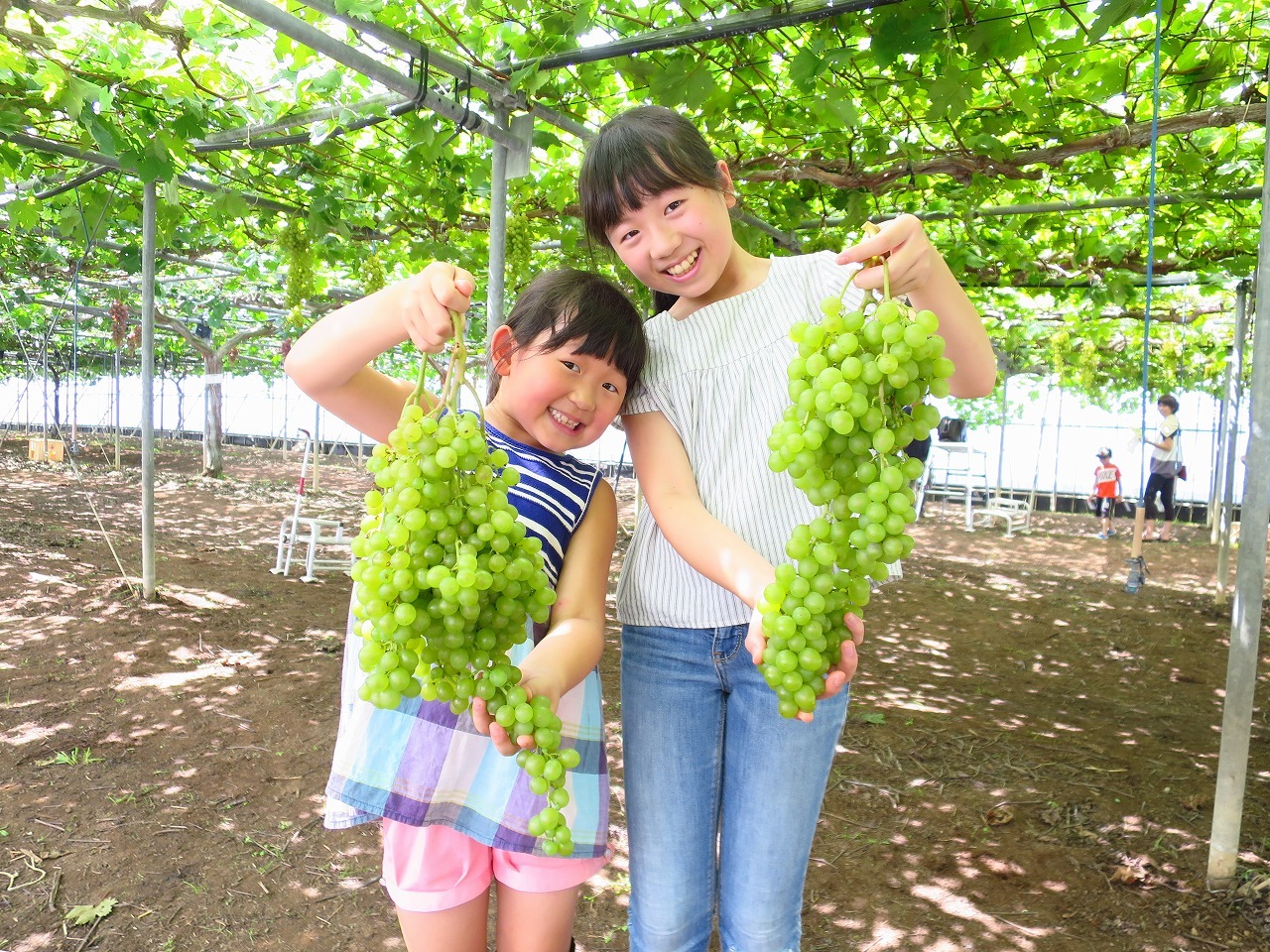 写真：旬のフルーツの収穫体験もできます（有料・7月から10月）