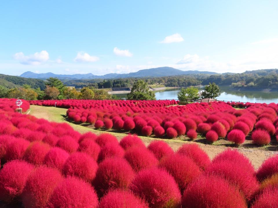 るるパークのコキアが色づいた風景画像