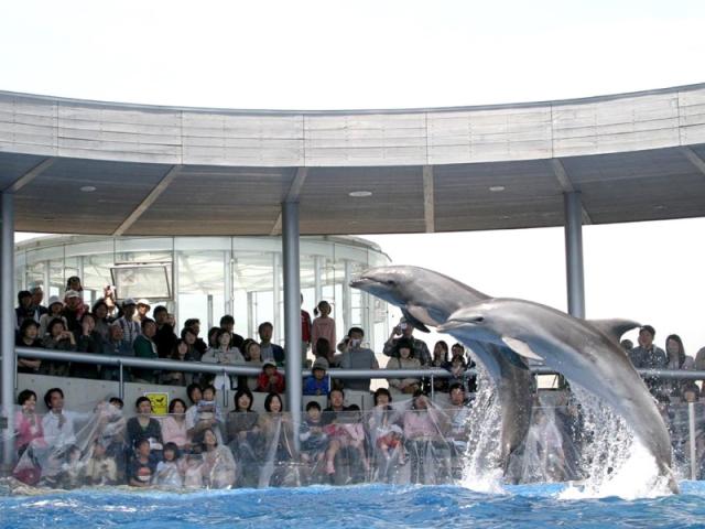 うみたまごのイルカショーの画像