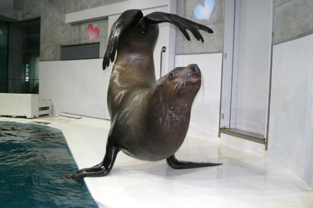 大分マリーンパレス水族館『うみたまご』セイウチの画像