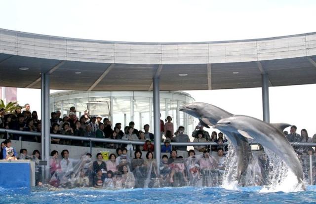 大分マリーンパレス水族館『うみたまご』イルカショーの画像